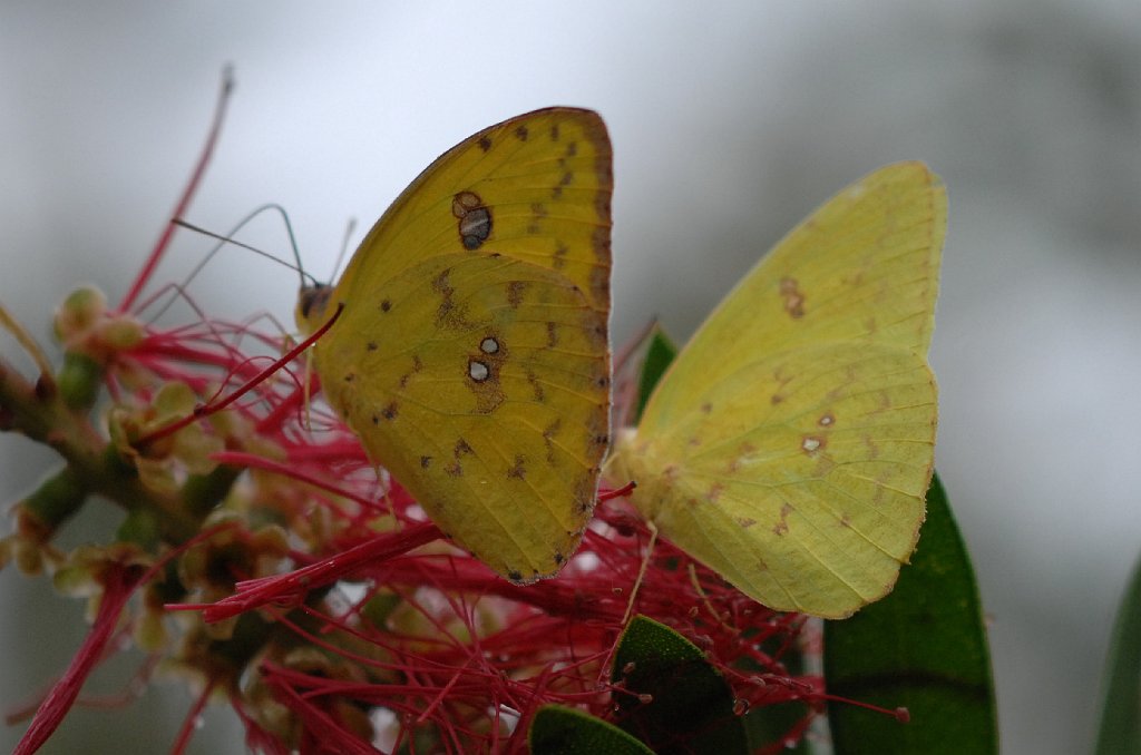 037 2013-01088604b South Padre Island, TX.JPG - Cloudless Sulphur (Phoebis sennae) Butterflu (male left, female right). Convention Center, South Padre Island, TX, 1-8-2013